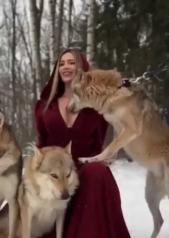 The Wolf Has Memories